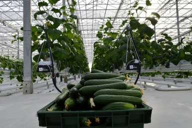 Инновационные огурцы бьют конкурентов в хабаровских продуктовых сетях пресс-служба АО &quotКорпорация развития Дальнего Востока&quot